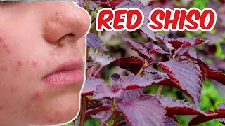 RED SHISO | PERILLA LEAVES