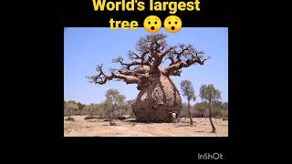 world largest water tank tree (7000 litre) ll#wild #tree #nature #shortsvideo #trending #new