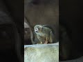 squirrel monkey San Diego zoo 🌞 thank you subscribers!!!