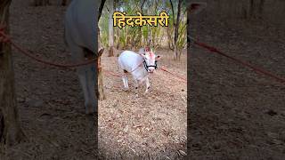 NAME IS brand Hind Kesari bail #नाद #trending #shortvideo #viral