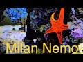 The real world of Milan Nemo