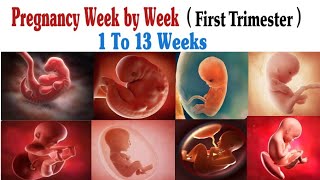 Pregnancy Week By Week // First Trimester // 1 To 13 Weeks