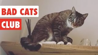 Bad Cats Club | Funny Cat Video Compilation 2020