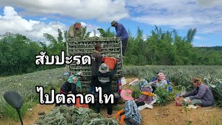 หักสับปะรดส่งตลาดไทสับปะรดพันธุ์ปัตตาเวียภูเก็ตกับบาวจ่อยคนอุดรครับ