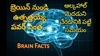 Brain Unknown Facts | మానవ మెదడు