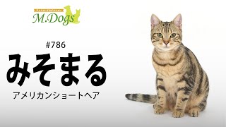 ペットモデル #786 アメリカンショートヘア「みそまる」