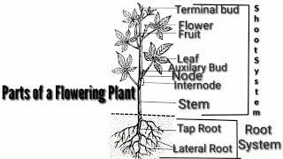 Parts of a Plant||Parts of a flowering plants|| സപുഷ്പിയുടെ വിവിധ ഭാഗങ്ങൾ