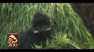 Francois's Langur