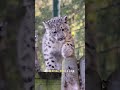 snow leopards with their cubs 😍💖#wildlife #animals #leopard #info