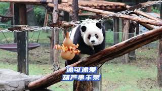 小五真是熊猫界的劳模啊 脚麻了都还想继续上班#panda #zoo #animals #cute