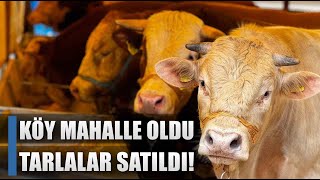 Köy Mahalle Oldu Ne Tarım Kaldı Ne Hayvancılık! / AGRO TV HABER