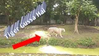 Angry Royal Bengal Tiger in Alipur Zoo|Cubs Meet Adult Tiger for the First Time