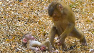 Heartwarming!! Monkey Leo come to see \u0026 comfort his sister Lily after Libby Leaving her alone