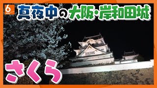 【人間模様】｢病気から回復して2年ぶりに･･･｣夜桜に魅せられてやってくる人々の事情【真夜中の定点観測】