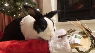 Rabbit opening his Christmas stocking!