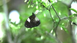 シロモンルリマダラ Euploea radamanthus in flight Super slow 700fps