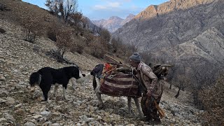 Jahangir's trip to the mountains to bring firewood with the help of a donkey