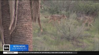 Pasadena City Council debates coyote management solutions