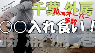 【千葉外房】アジ釣りのつもりが...○○入れ食い！！思いがけない展開が待っていました😆