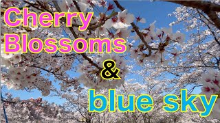 Cherry Blossoms \u0026 Blue sky 4K　桜と青空