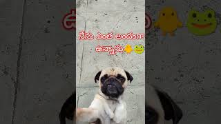 నేను ఎంత అందంగా ఉన్నాను# నాపై నాకే తెలుసు#youtubeshorts #funny వీడియో