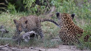 Leopard Mom Protect and Feed Cubs