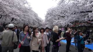 上野恩賜公園　桜　お花見　2014年４月２日