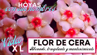 FLOR DE NACAR - FLOR DE CERA // HOYAS: abonado, mantenimiento, trasplante y control de plagas