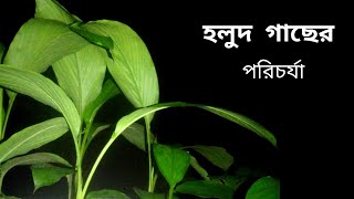 হলুদ গাছের পরিচর্যা। Care of turmeric plants ।