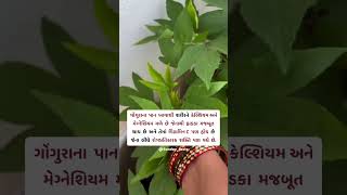 ગોગુરના પાન ખાવાના ફાયદા જાણો...🌿🌿🌿 #sundayshorts #healthfacts #sundaystatus #healthtips #knowledge