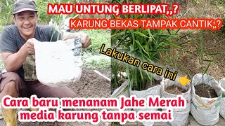 CARA BARU MENANAM JAHE MERAH MEDIA KARUNG, TAMPAK  CANTIK, DIJAMIN UNTUNG BERLIPAT