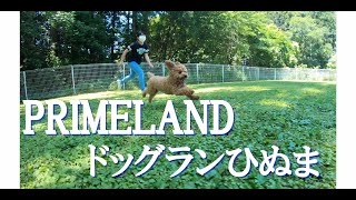 PRIMELAND【ドッグランひぬま】にトイプードルと行って来たよ！