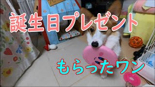 【コーギー】お誕生日、１歳を迎えました。/1st birthday corgi