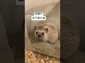 ハリネズミ 砂遊び 砂浴び 可愛い cute hedgehog pet care 飼育 japan