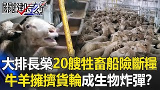 大排長榮「20艘牲畜船」險斷糧成「生物炸彈」！？牛羊擁擠貨輪「地獄漂流」！？【關鍵時刻】20210329-6 劉寶傑 李正皓