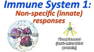 Immune System Rap 1: Non-Specific (Innate) Responses