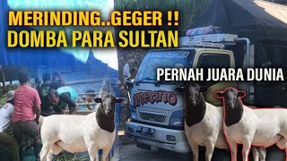 Merinding..Geger❗inilah Ratusan Domba Para Sultan,Pernah Juara Dunia