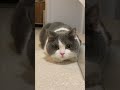 ケンチャナおもち6👁️👁️✨　 cat catlover 猫 cute 猫のいる暮らし ねことの暮らし ねこと暮らす ねこの居る暮らし ねこライフ