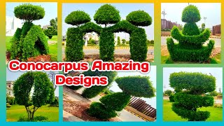 Conocarpus plant Designs | New and beautiful design of Conocarpus plant | How to grow Conocarpus