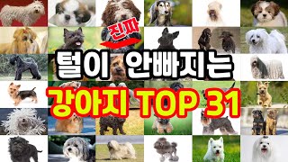 털 진짜 안빠지는 강아지 TOP 31│털 안빠지는 소형견 대형견│강아지 털빠짐 순위│강아지 반려견 털빠짐│털 안빠지는 강아지 댕댕이 반려견│털갈이 안하는 강아지│강아지 털갈이