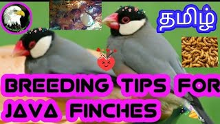 Breeding tips for java finches |tamil|