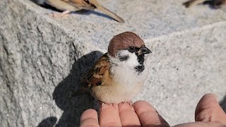 平和  心地よい秋の風　すずめ日記