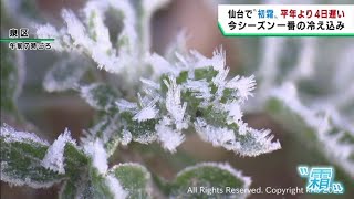 宮城県で今シーズン一番の冷え込み　仙台で初霜を観測