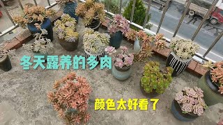 冬天露养的多肉植物，颜色太好看了