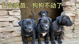 加納利犬打完疫苗突然不動彈了，嚇壞了主人，這到底是怎麽回事