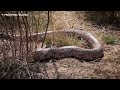 A massive Indian rock python