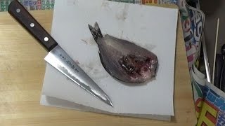 釣魚調理ドキュメント③ウミタナゴを唐揚げ用として開く