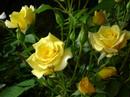 bobby darin and marty robbins 18 yellow roses.