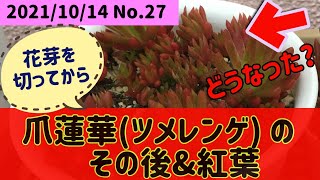 【多肉植物】#爪蓮華(ツメレンゲ)の紅葉 ￼#Orostachys japonica turns red #ヴォルケンシー#ワイルドファイヤー#オレンジドリーム#クリスマスイブの#紅葉