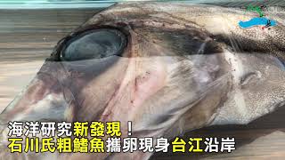 海洋研究新發現！　深海粗鰭魚攜卵罕現台江沿岸